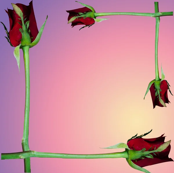 Rose flower on pastel background — Stock Photo, Image