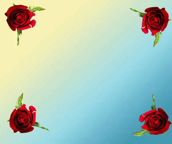 Rose Blume auf pastellfarbenem Hintergrund — Stockfoto