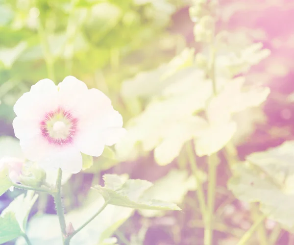 Hollyhock flor no parque — Fotografia de Stock