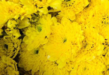 Krizantem closeup banch