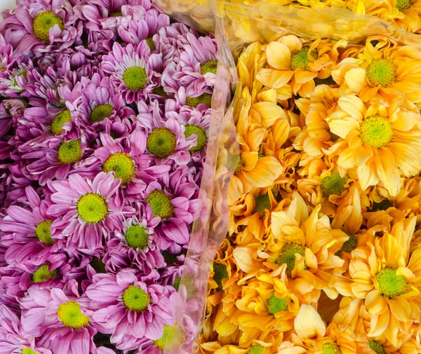 Closeup of Chrysanthemum  banch — Stock Photo, Image