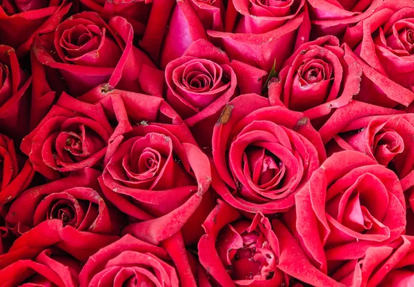 Bouquet de rose Image En Vente