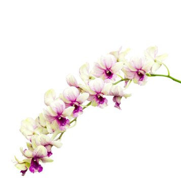 Orkide beyaz üzerine izole