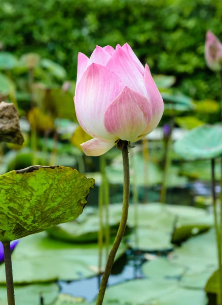 Flor de lótus — Fotografia de Stock