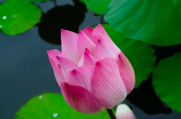 Flor de lótus — Fotografia de Stock