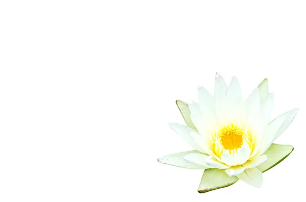 Lotus fleur — Photo