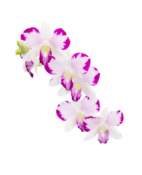 Orchidea isolata su bianco — Foto Stock