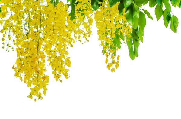 Golden Shower or the Ratchaphruek. ( Thailand's National flower ) — Stock Photo, Image