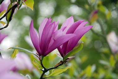 Güzel bahar Manolya ağacı çiçekleri