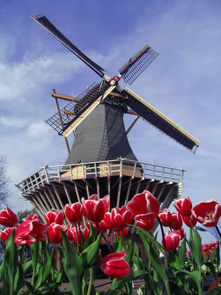 Nederlandse typische weergave van molen en tulpen — Stockfoto