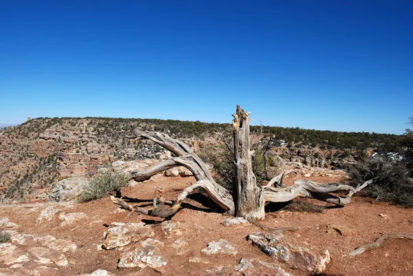 Paisagem da velha árvore seca no Grand Canyon National Park — Fotografia de Stock