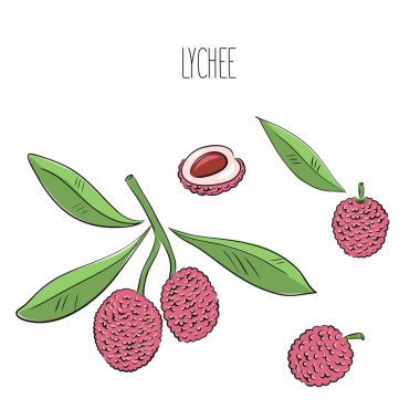 Lychee. Tam, yarısı, tohum, yapraklar. Beyaz arka planda izole edilmiş renkli tropikal meyve koleksiyonu. Karalama el meyve ikonları çizdi. Vektör illüstrasyonu.