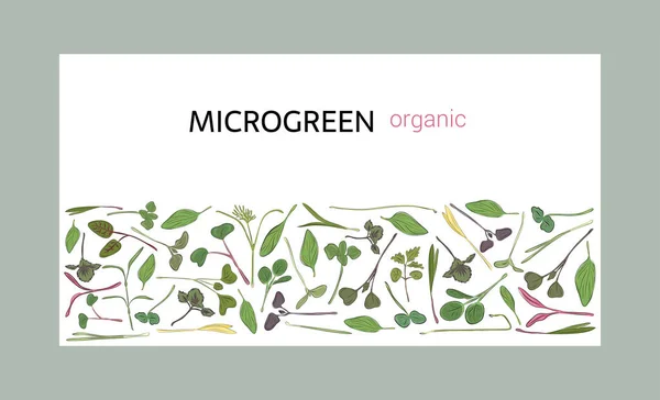 Vector Grafische Frames Sjablonen Met Microgreens Kruiden Erwten Zonnebloemen Uien — Stockvector