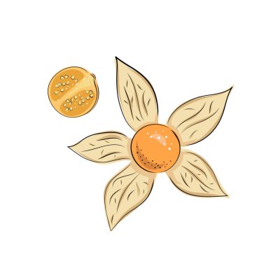 Süper yiyecekleri hazırlayın. Vektör illüstrasyon fizsalis, böğürtlen. El çizimi çiçekler, yapraklar, küçük domates, fenerler. Tam ve yarım meyve.