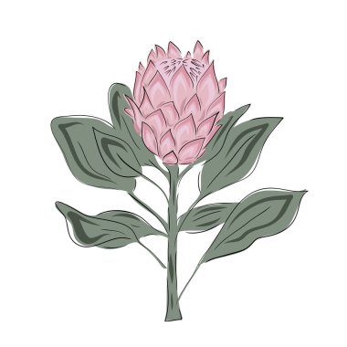 Protea çiçekleri. El çizimi ve düğün bitkisi çizimi, davetiye için zarif yapraklar, randevu kartı tasarımı. Botanik kırsal trend yeşillik vektörü pembe ve yeşil set illüstrasyonu