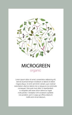 Mikro yeşillikli vektör grafik çerçeveler ve şablonlar. Bitkiler - bezelyeler, ayçiçekleri, soğanlar, mısır, fesleğen, porselen gül, ıspanak, salata, kolabi, arpa, tatsoy beyaz arka planda.