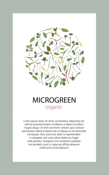Mikro yeşillikli vektör grafik çerçeveler ve şablonlar. Bitkiler - bezelyeler, ayçiçekleri, soğanlar, mısır, fesleğen, porselen gül, ıspanak, salata, kolabi, arpa, tatsoy beyaz arka planda.