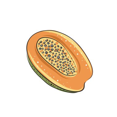 Papaya. El yapımı papaya seti. Taze organik gıda. Çizim meyveli vektör illüstrasyonu