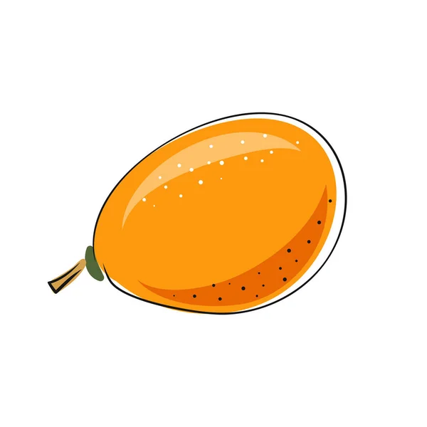 Illustration Vectorielle Kumquat Entier Tranché Croquis Coloré Collection Fruits Tropicaux — Image vectorielle