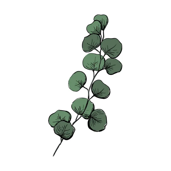 Illustration Vectorielle Style Esquisse Eucalyptus Branche Avec Feuilles Herbe Médicinale — Image vectorielle