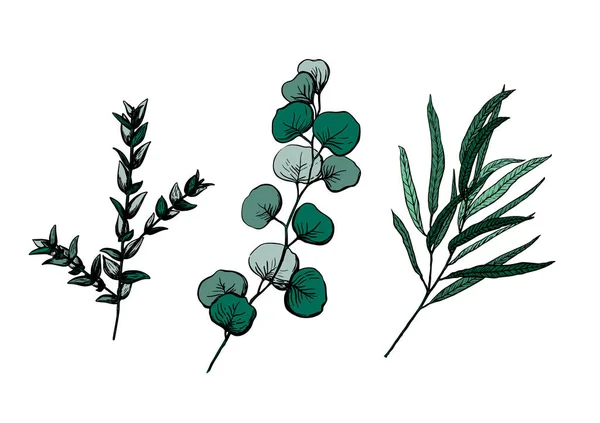 Establecer Ilustración Vectorial Eucalipto Estilo Boceto Sauce Dólar Silwer Parvafolia — Archivo Imágenes Vectoriales