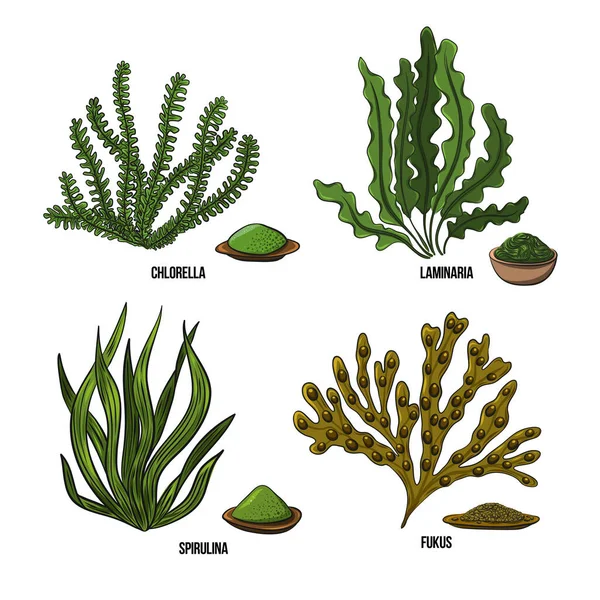 Yosun seti - klorella, spirulina, yosun, laminaria, fucus. Yeşil ve kırmızı yenilebilir yosun. Beyaz arka planda siyah ve çok renkli bir çizim. Vektör el çizimi resimleme