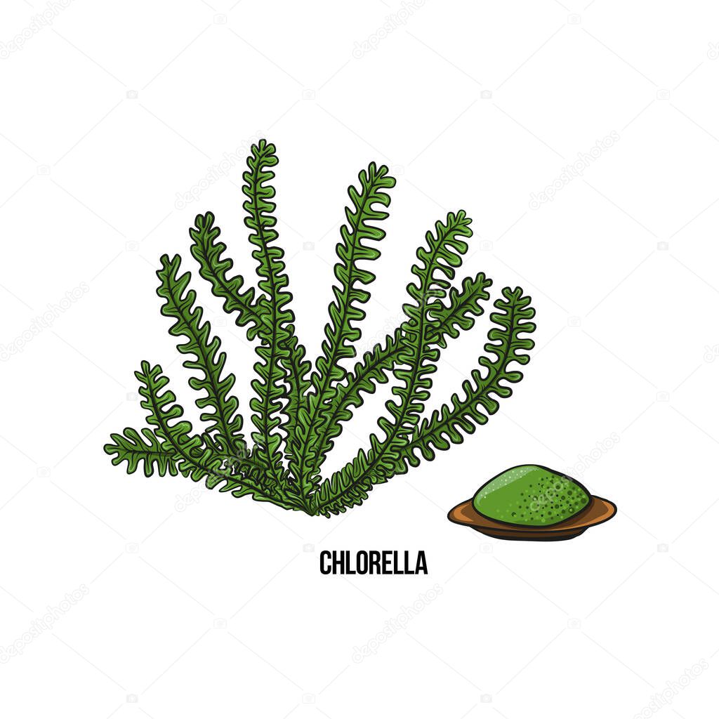 Algae - chlorella. Green and red edible algae. Black and multi-colored sketch on a white background. Vector hand drawn illustration.