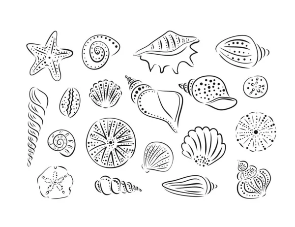 Conjunto dibujado a mano de varios erizos de conchas marinas y estrellas de mar. ilustración de arte vectorial. Esquema, estilo de tinta de línea — Vector de stock
