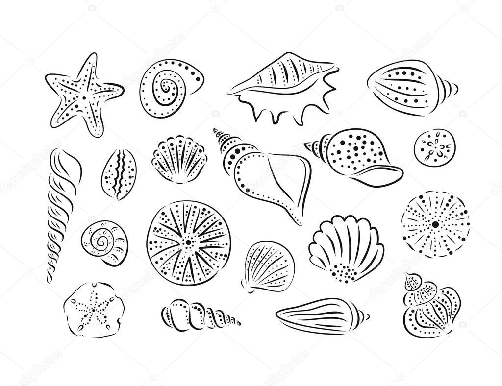 Hand drawn set of various seashells hedgehogs and starfishes. Vector art illustration. Outline, line ink style