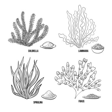 Yosun seti - klorella, spirulina, yosun, laminaria, fucus. Yeşil ve kırmızı yenilebilir yosun. Beyaz arka planda siyah ve çok renkli bir çizim. Vektör el çizimi illüstrasyon. Çizgi, mürekkep.