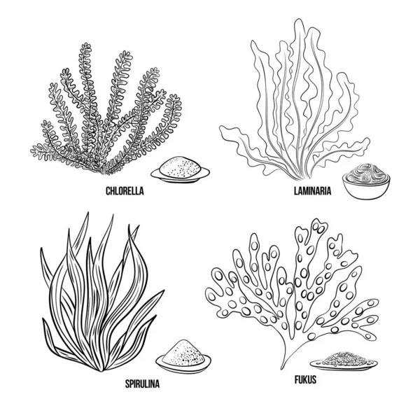 藻類セット クロレラ スピルリナ ラミナリア フクス 緑と赤の食用藻類 白を基調とした黒とマルチカラーのスケッチ ベクターの手描きイラスト インク — ストックベクタ