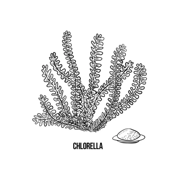 Algues - Chlorelle. Algues comestibles vertes et rouges. Esquisse noire sur fond blanc. Illustration vectorielle dessinée main. — Image vectorielle