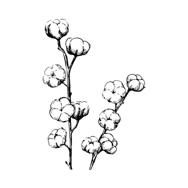 Planta Algodón Flor Set Dibujado Mano Blanco Negro Ilustración Vectorial — Vector de stock