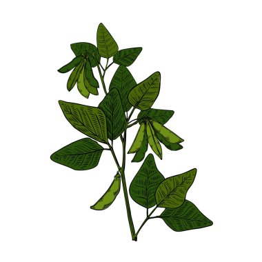 Siyah arka planda yeşil soya fasulyesi eskizi. Klasik doğa illüstrasyonu. Vektör el çizimi illüstrasyon. Doğa çizgisi.