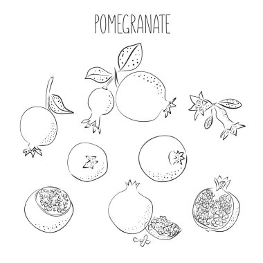 Olgun çizgili mürekkep nar ve pembe arka planda tropikal yapraklı vektör çizimi. El çizimi yaz sanatı.