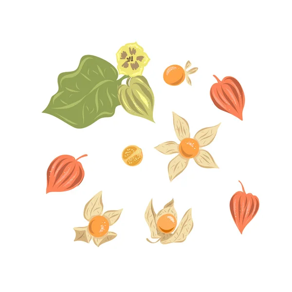 Wielki zestaw superjedzenia. Ilustracja wektorowa fysalis, jagody. Ręczne rysowanie kwiatów, liści, pomidorów, latarni, całych i pół owocu — Wektor stockowy