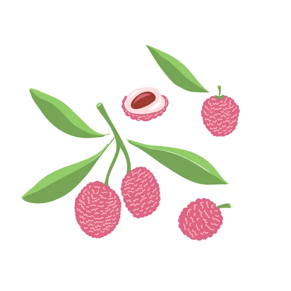 Lychee siap. Seluruh, setengah, benih, daun. Koleksi sketsa berwarna buah-buahan tropis terisolasi di latar belakang putih. Doodle tangan ditarik ikon buah. Ilustrasi vektor - Stok Vektor