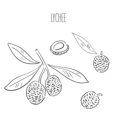 Lychee seti. Tam, yarısı, tohum, yapraklar. Beyaz arka planda izole edilmiş renkli tropikal meyve koleksiyonu. Karalama el meyve ikonları çizdi. Vektör illüstrasyonu