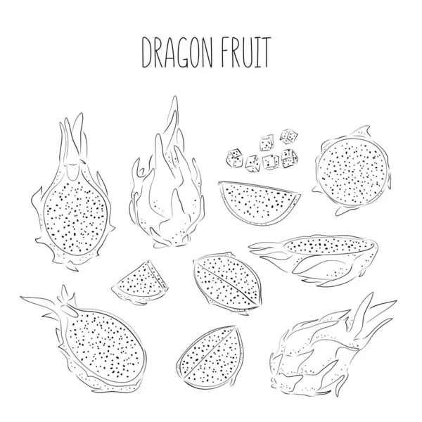 Dragon Frukt Linje Vektor Rita Stora Uppsättning Handritad Tropisk Mat — Stock vektor