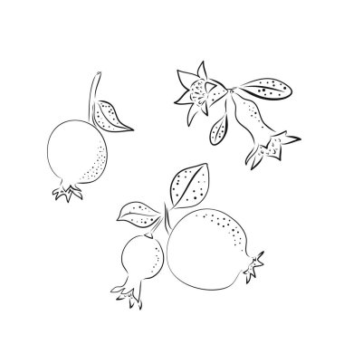 Beyaz zemin üzerinde kırmızı siyah çizgi nar ve tropikal yapraklar vektör çizimi. El çizimi yaz sanatı..