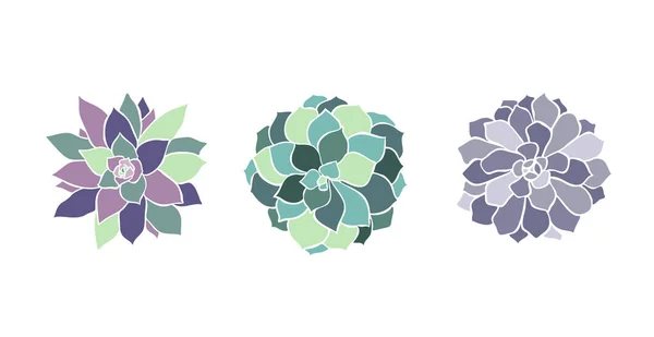 Vacker Set Samling Med Grön Och Lila Saftig Kaktus Handritad — Stock vektor