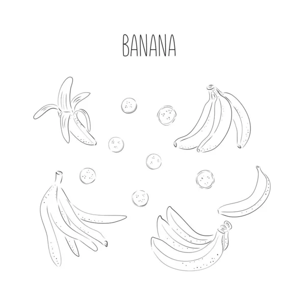 Banana conjunto de desenhos vetoriais. Buquê isolado desenhado à mão, maço, casca de banana e pedaços cortados. Ilustração de estilo de arte de fruta de verão. Comida vegetariana detalhada. Ótimo para etiqueta, cartaz, impressão. — Vetor de Stock