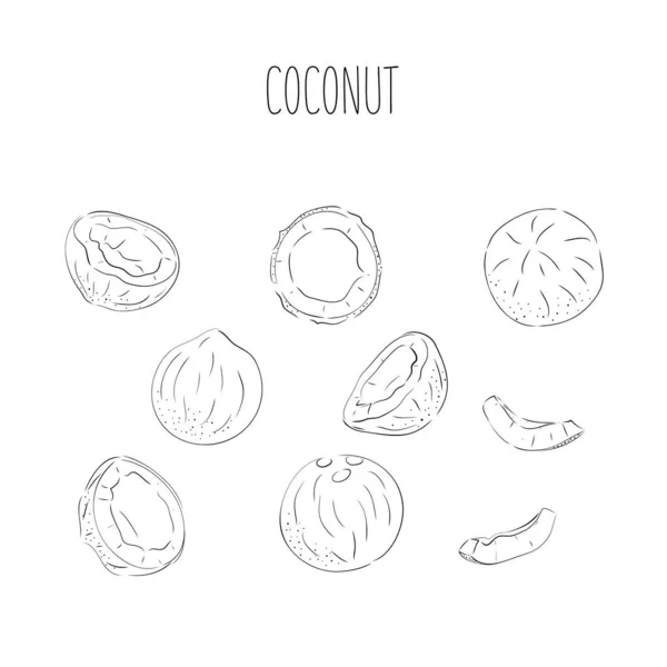 Coconut set - hela nöt kokossegmentet och kokosmassa. Hälften tropisk frukt. Vektorillustration. — Stock vektor