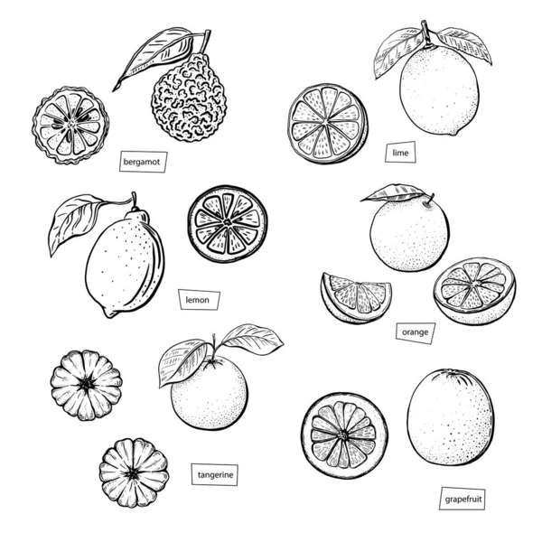 Beyaz arka planda kabartmalı çizim seti. Limon, portakal, mandalina, bergamot, greyfurt, mandalina, limon. Çizgi çizimi grafiği. İzole edilmiş el çizimi modaName
