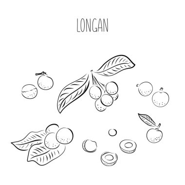 Longan vektör çizimi. El çizimi tropikal meyve çizimi. Renkli yaz meyveleri. Yapraklı tam ve dilimlenmiş nesneler. Etiket, meyve suyu ambalajı tasarımı, menü için botanik klasik çizimi.