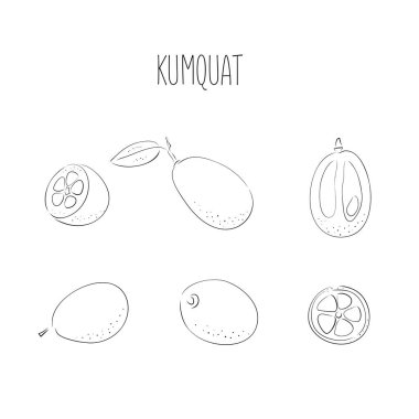 Kumquat hazır. Vektör çizimi. Tam ve dilimlenmiş, yapraklar. Beyaz arka planda izole edilmiş renkli tropikal meyve koleksiyonu. Karalama el çizimi meyve simgeleri.