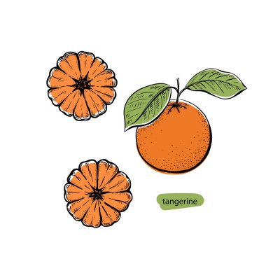 Siyah turuncu mandalina eskizi beyaz arka planda klasik tarzda çizilmiş. İzole vektör çizimi. Koleksiyonu ayarla.