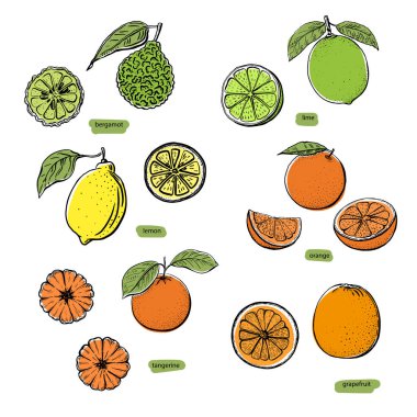Beyaz arka planda kabartmalı çizim seti. Limon, portakal, mandalina, bergamot, greyfurt, mandalina, limon. Çizgi çizimi grafiği. İzole edilmiş el çizimi modaName.