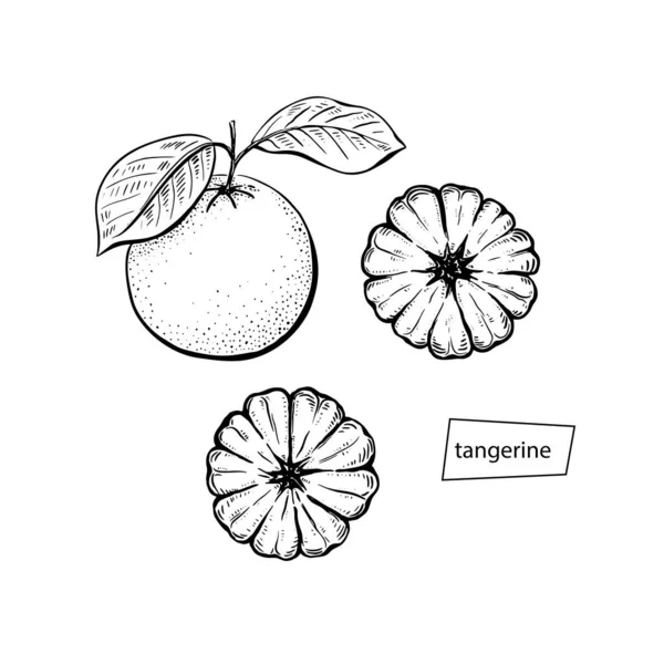 Tangerine sketch μαύρο σετ σε vintage στυλ σε λευκό φόντο. Ζωγραφική διανυσματικών χεριών. Μεμονωμένο αφηρημένο στοιχείο σχεδίασης εικονογράφησης. — Διανυσματικό Αρχείο