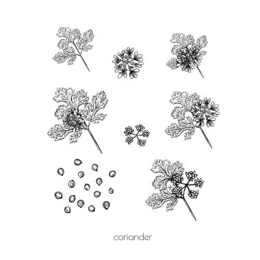 Parmak izi tasarımı için yeşil kişniş çiçeği tohumlarını beyaz arkaplanda çiziyor. Vektör çizimi. Kabartma. Doodle kümesi ögesi.